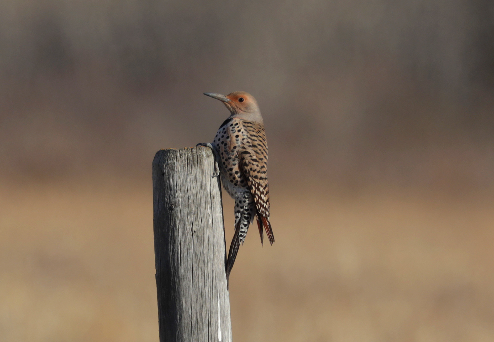 Northern Flicker