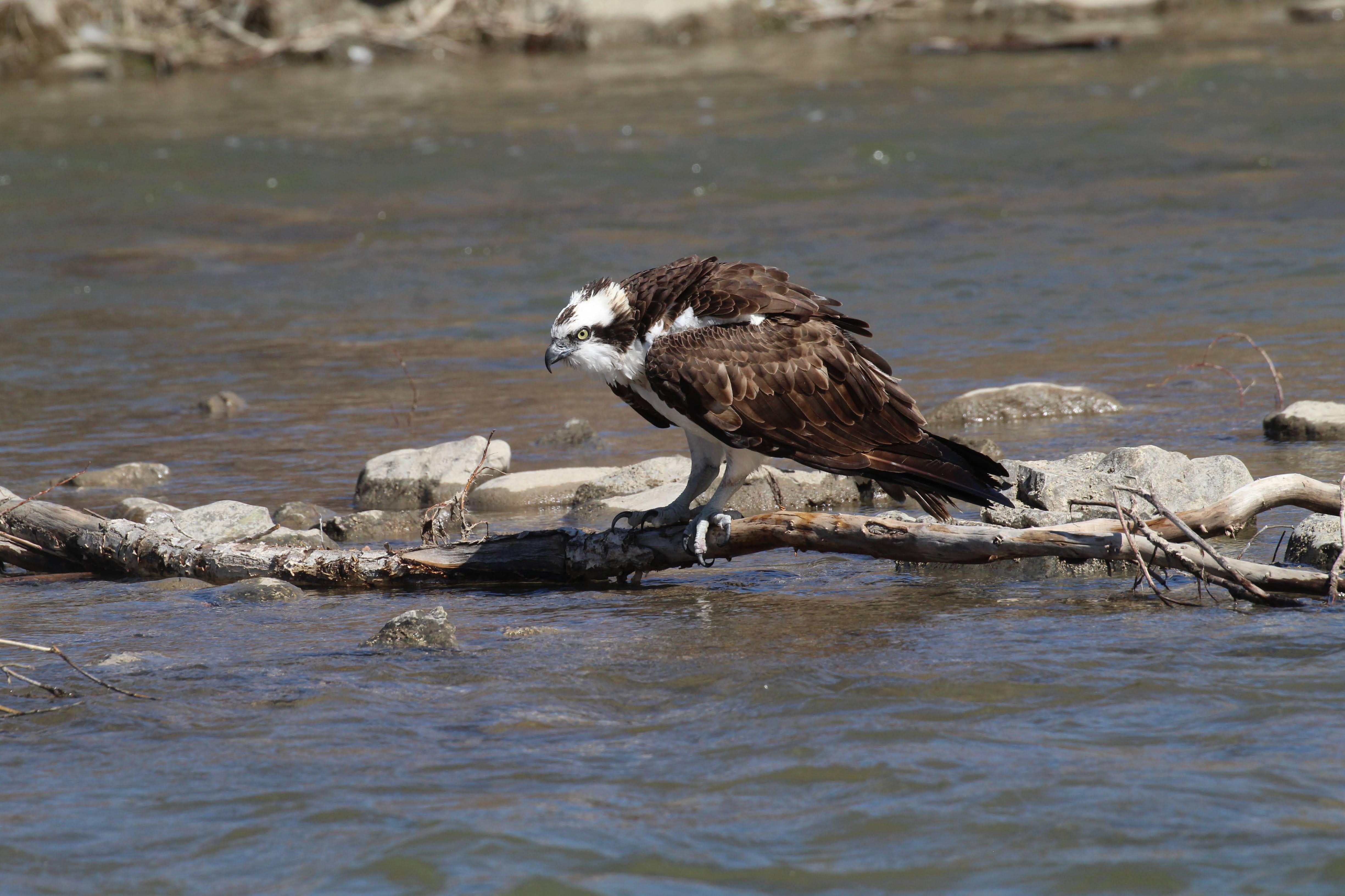 Osprey