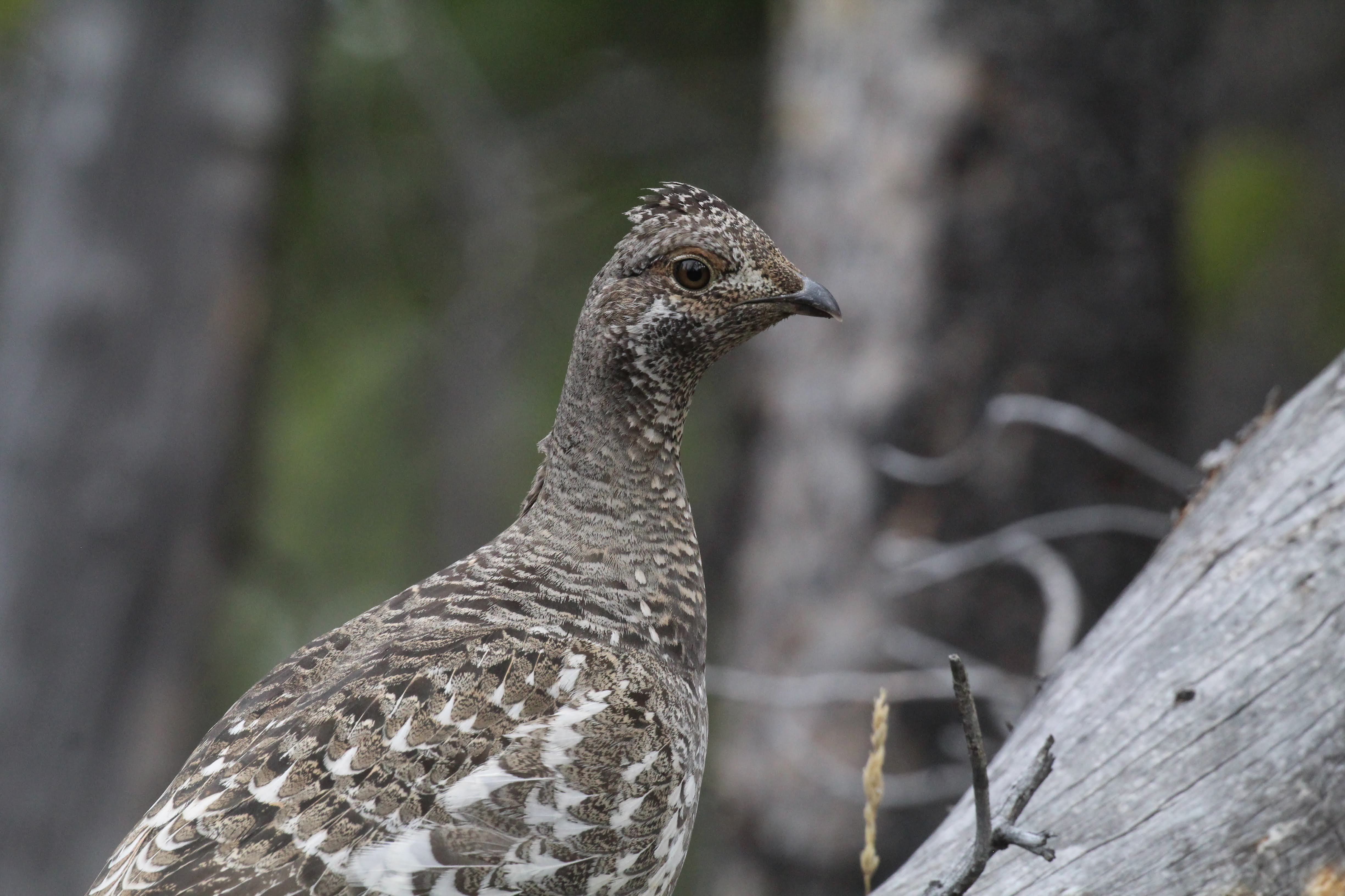 Spruce Grouse