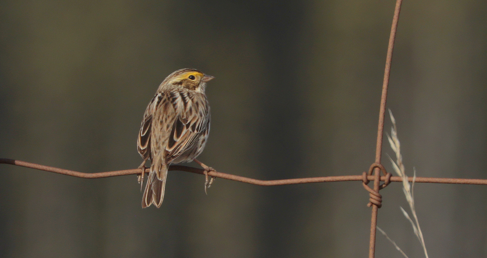 Savannah Sparrow