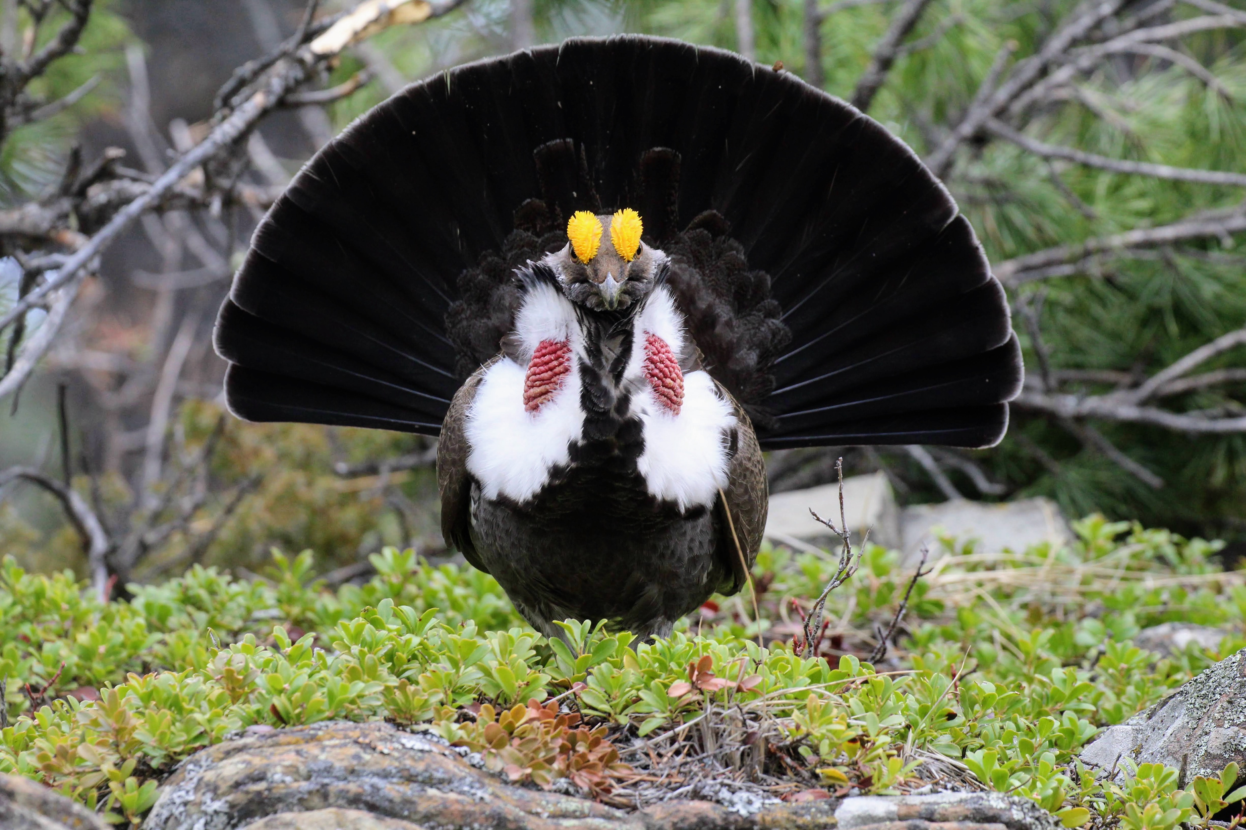 Dusky Grouse
