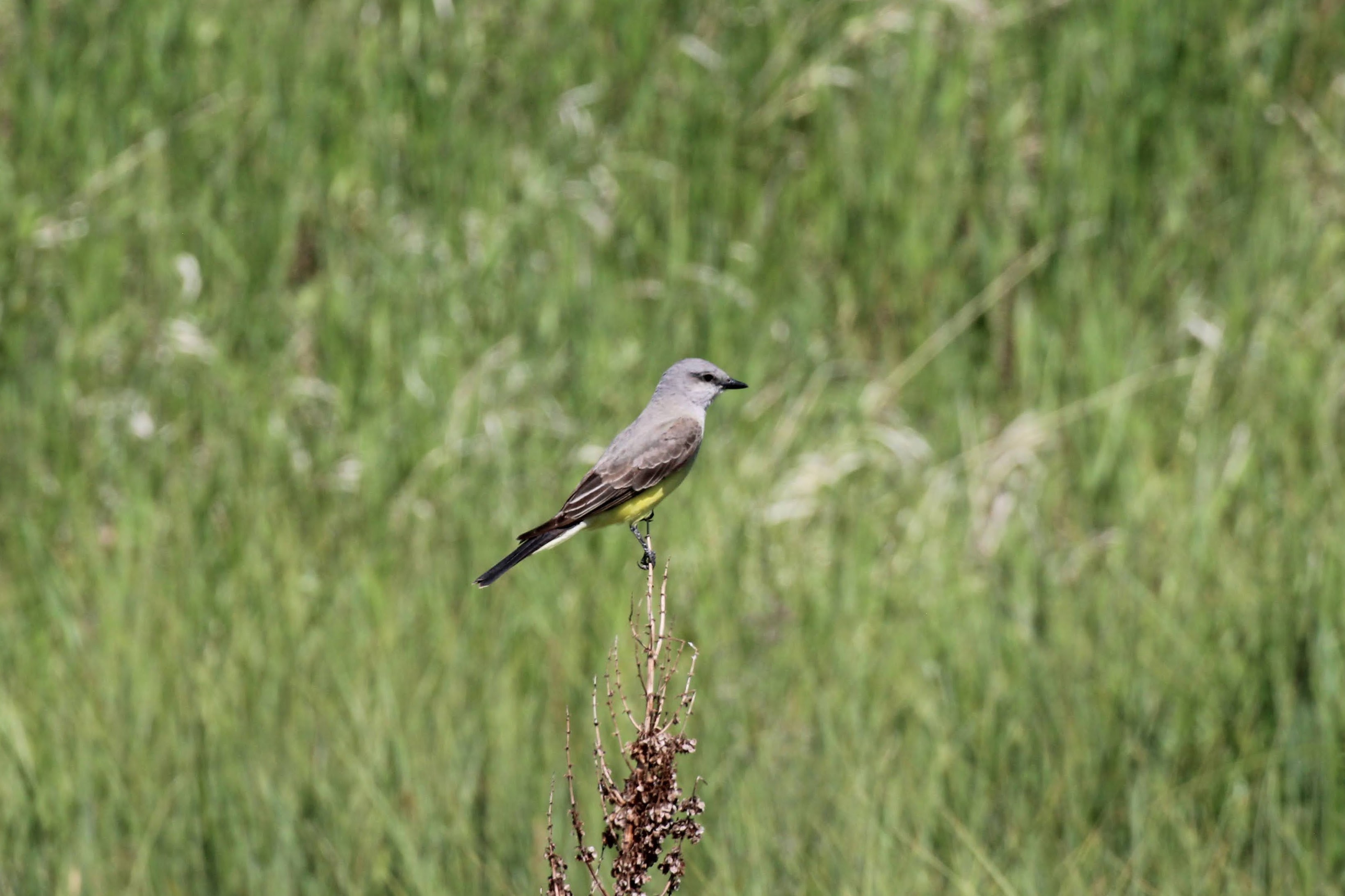 Western Kingbird