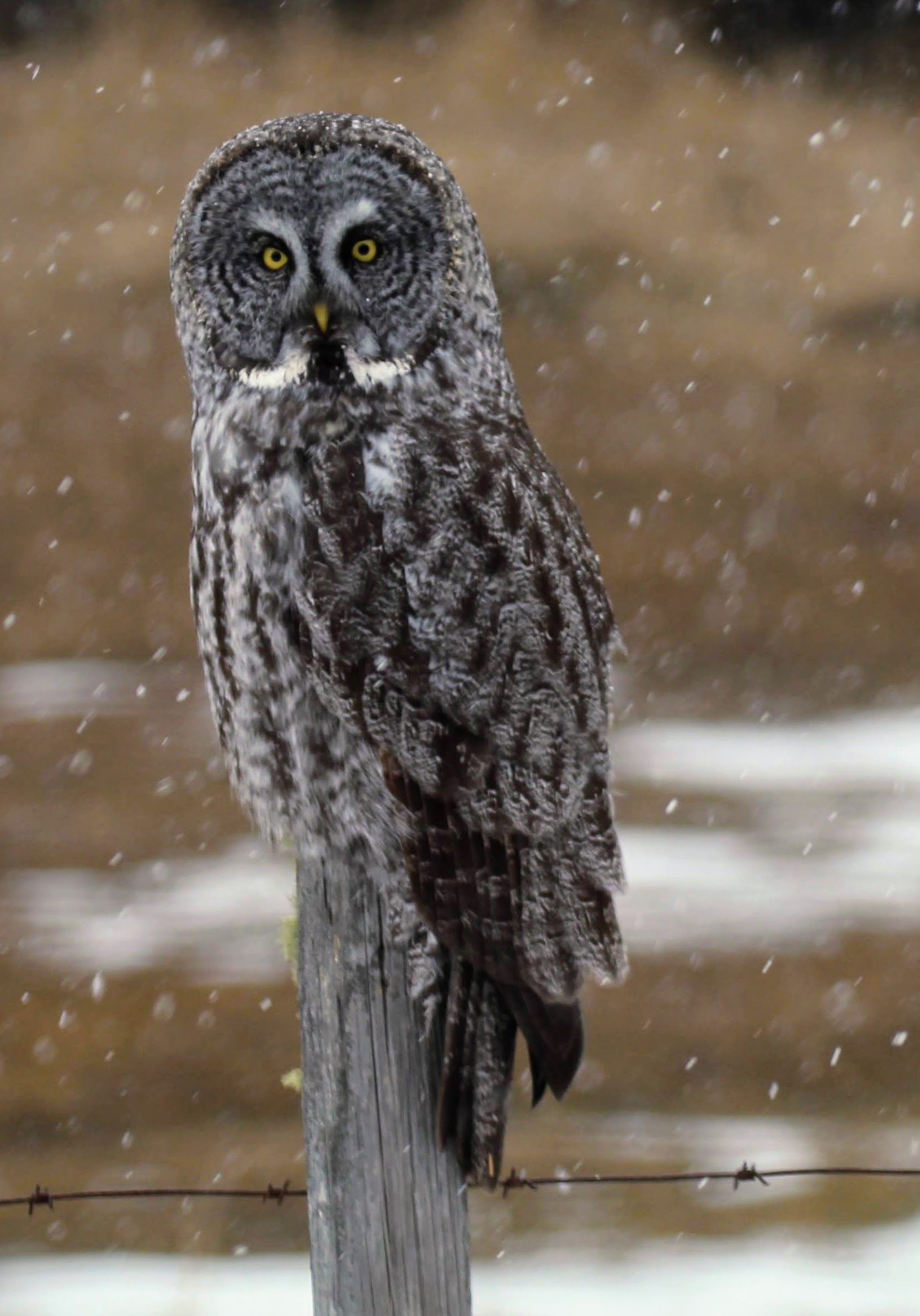 Great Gray Owl