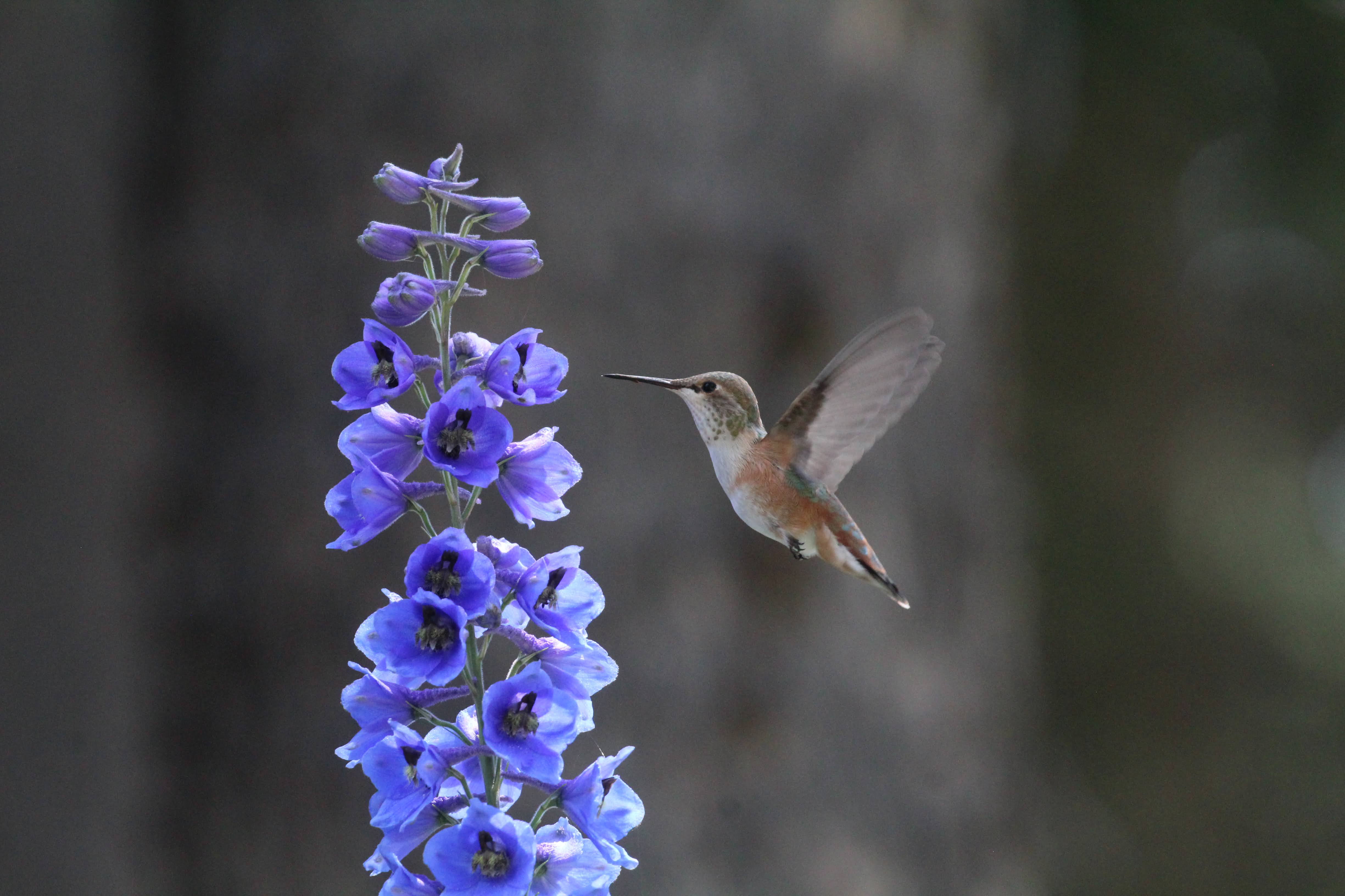 Rufous Hummingbird