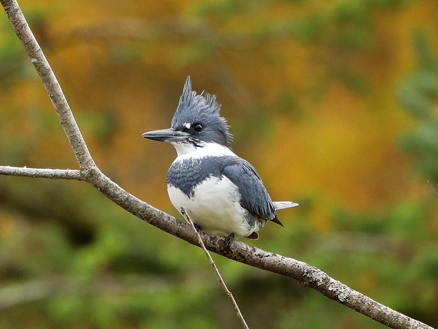 Belted Kingfisher