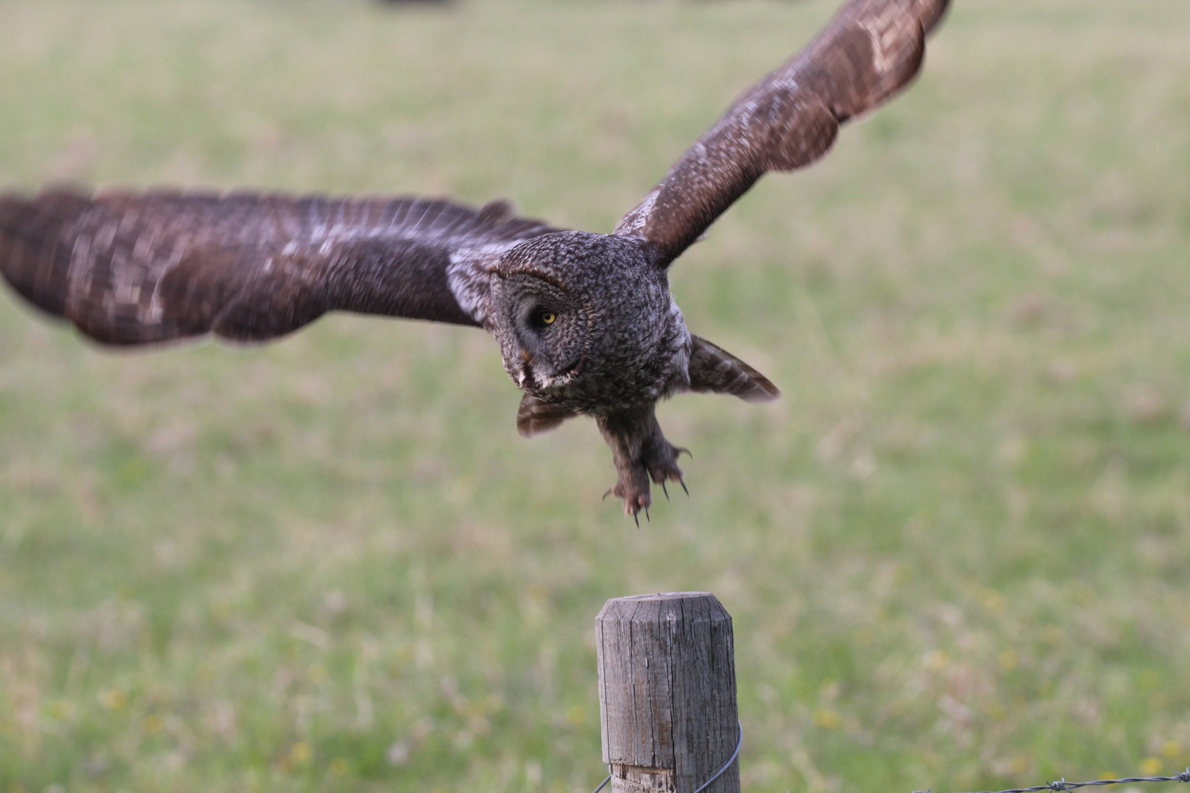 Great Gray Owl