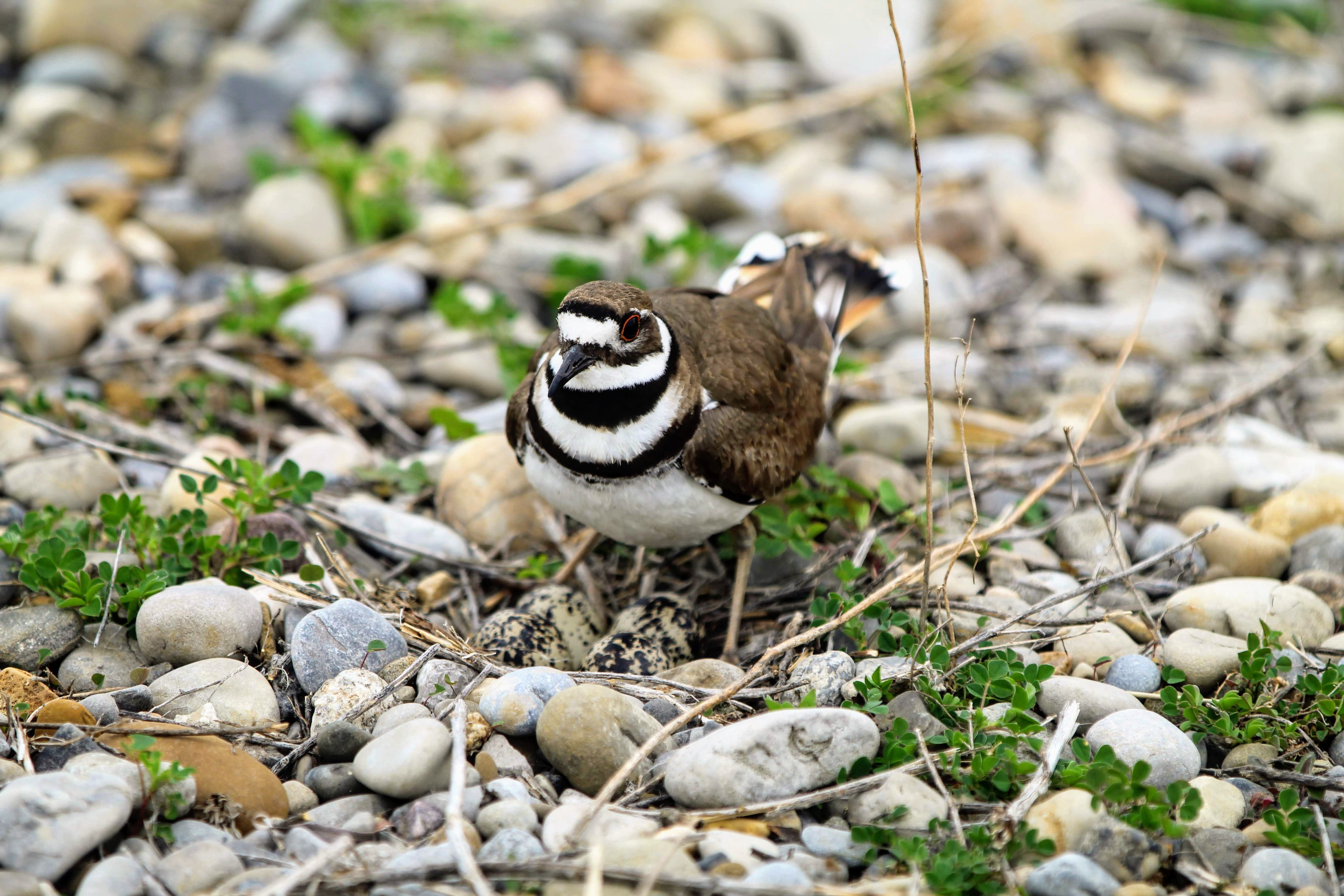 Killdeer