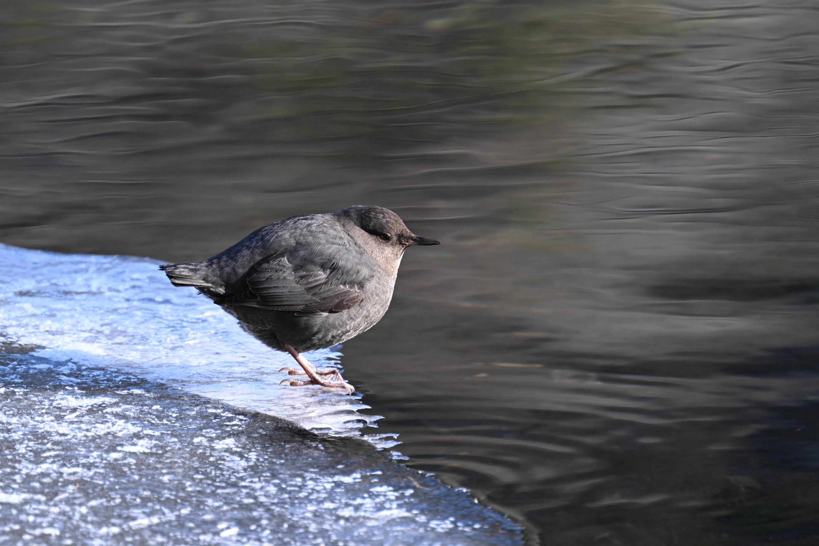 American Dipper