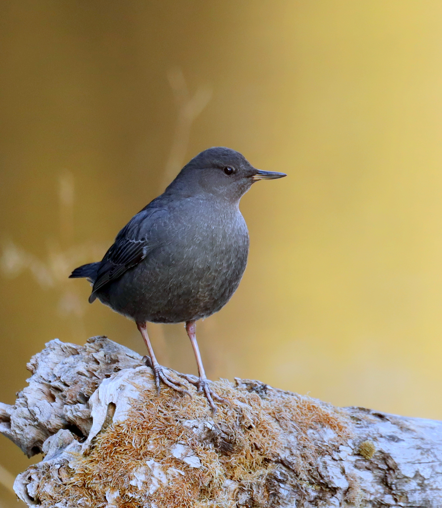 American Dipper