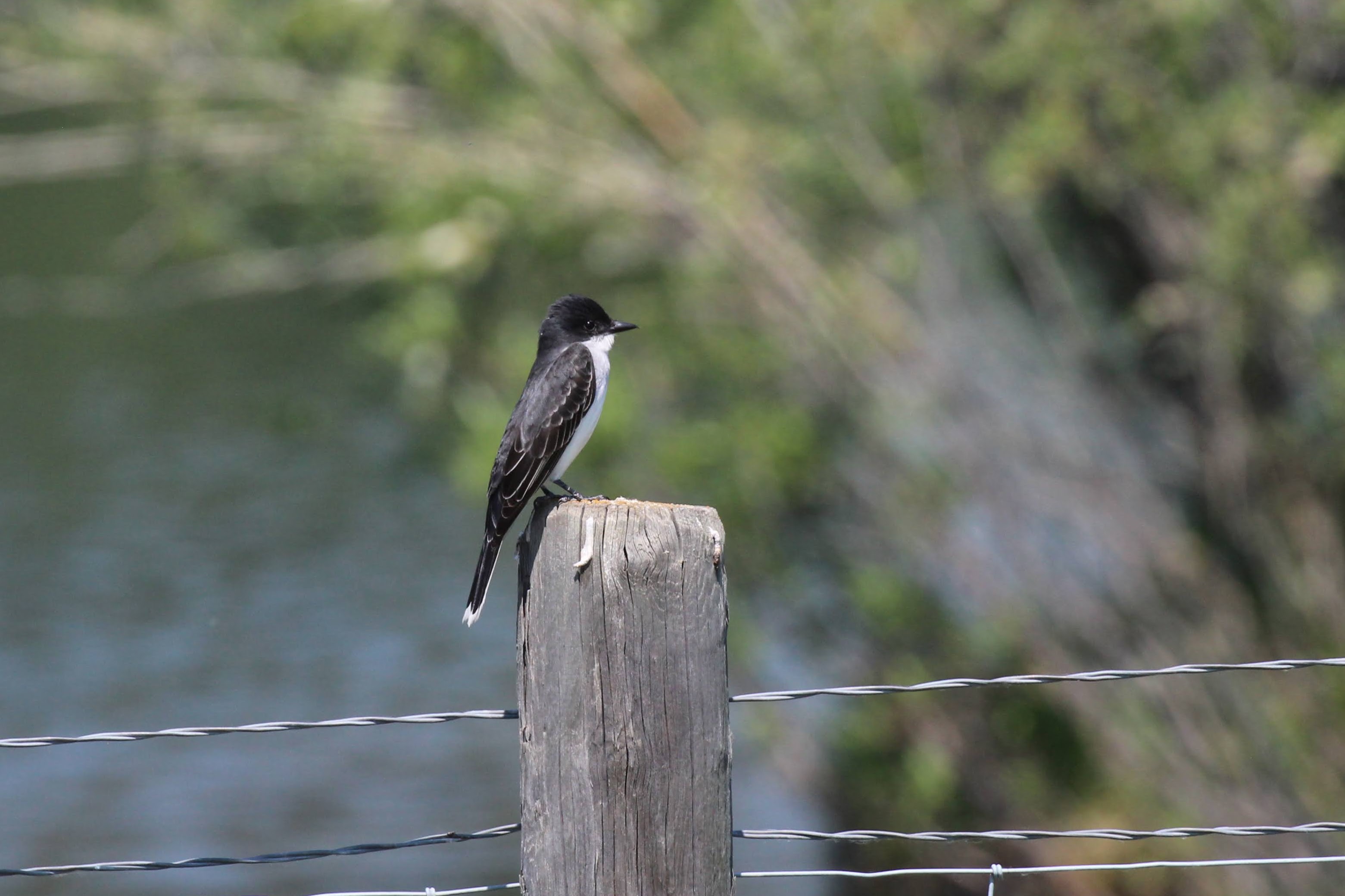 Eastern Kingbird