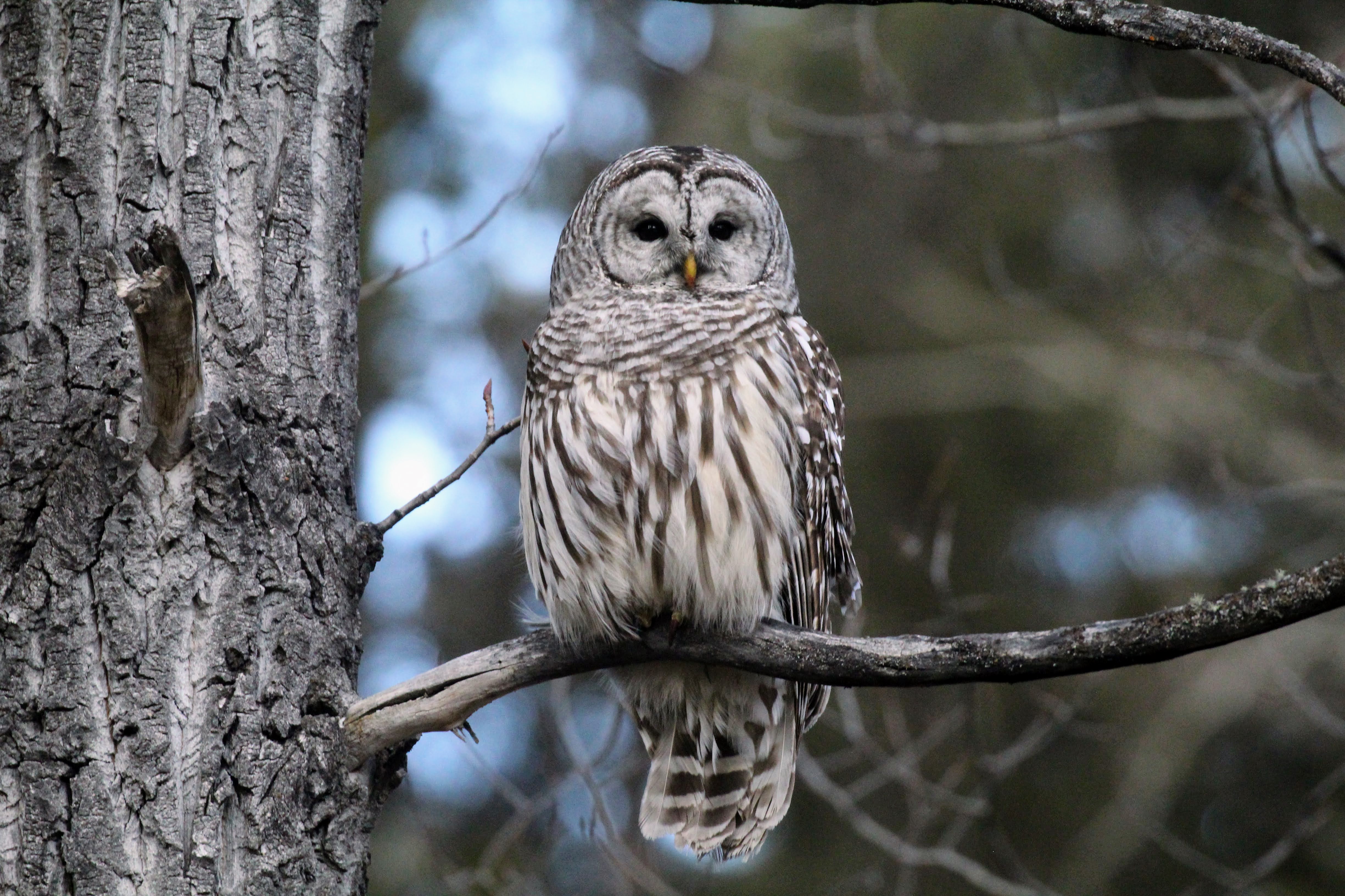 Barred Owl