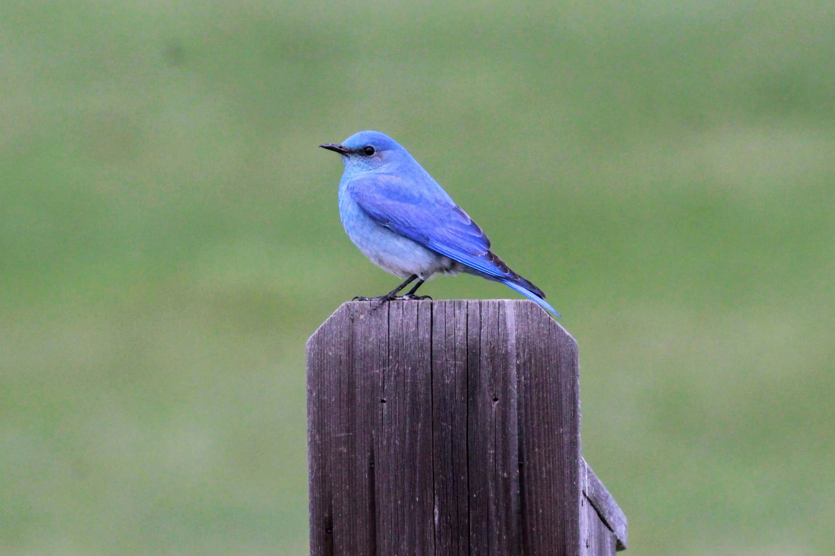 Mountain Bluebird