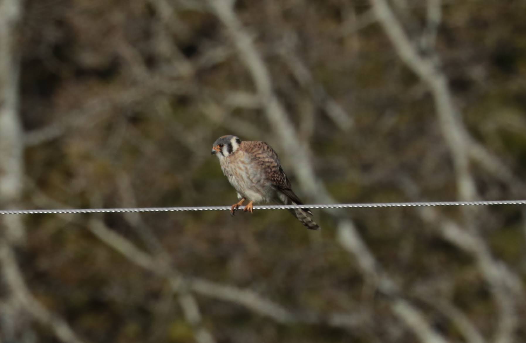 American Kestrel