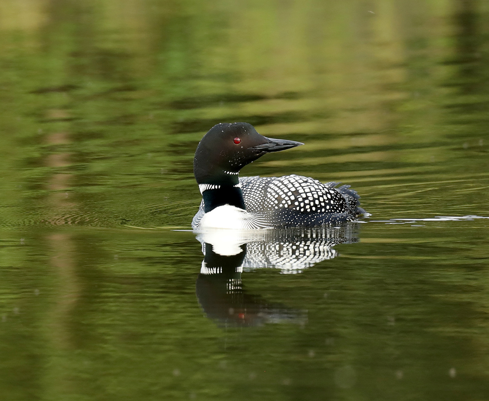 Common Loon