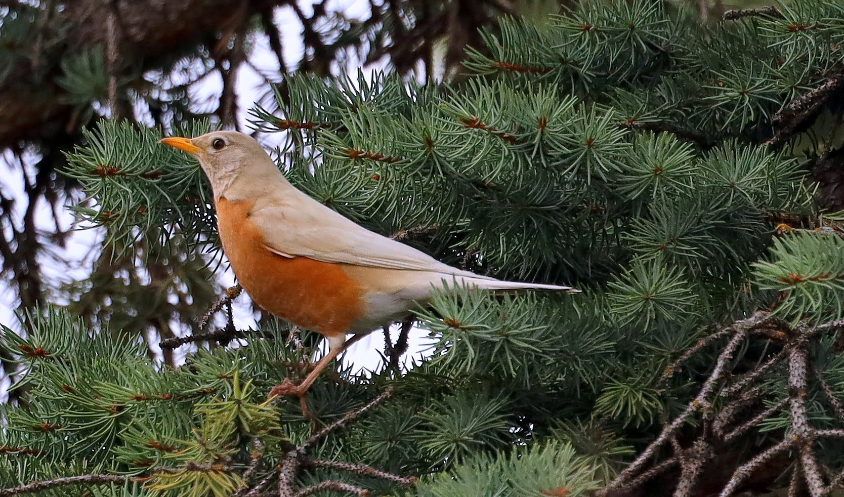 Leucistic American Robin
