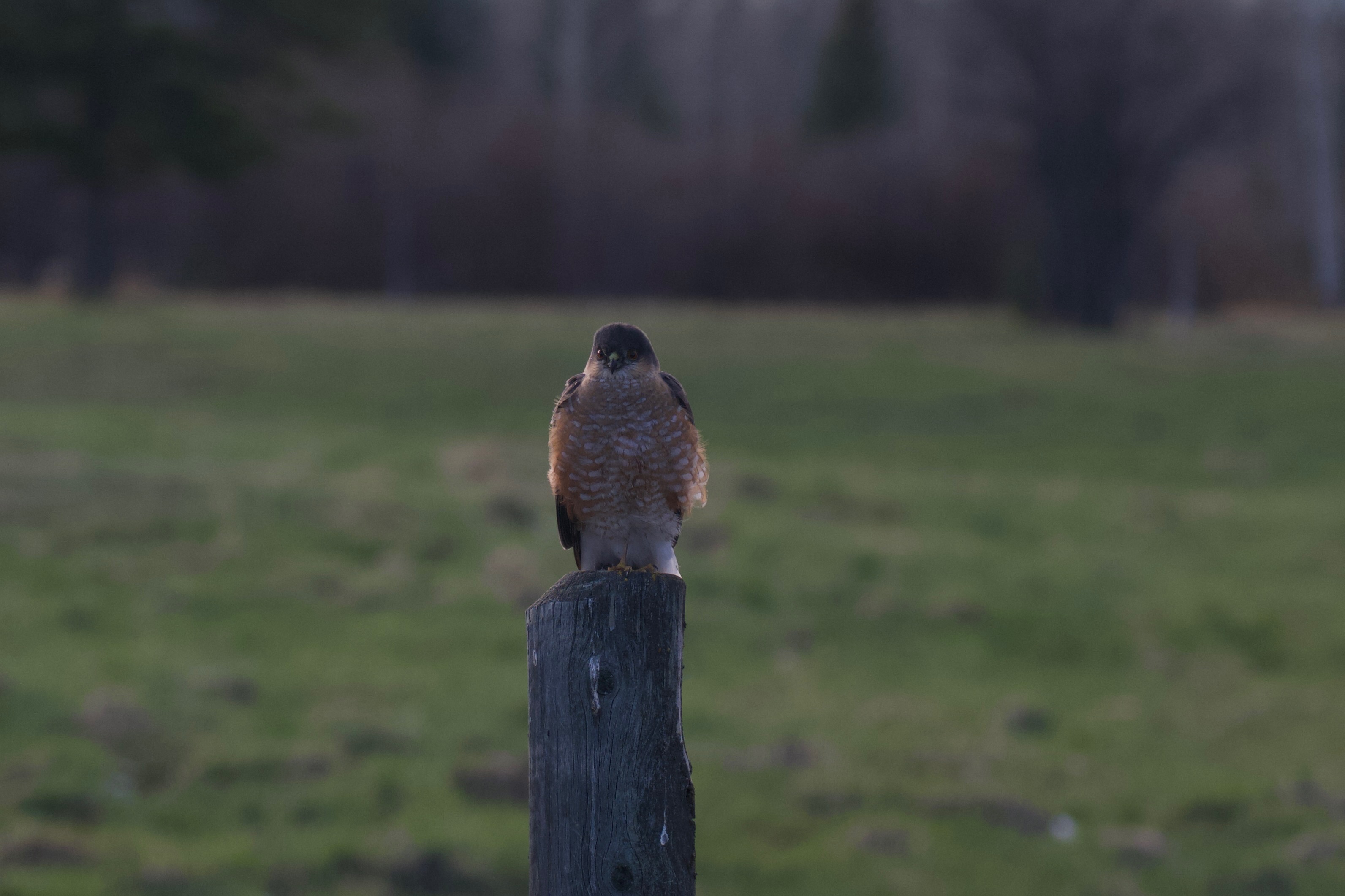 Cooper's Hawk